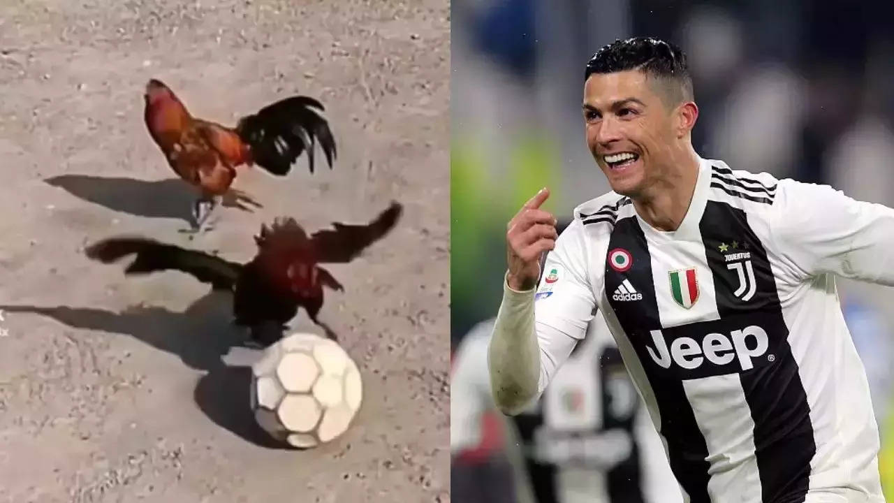 chicken football match funny video goes viral