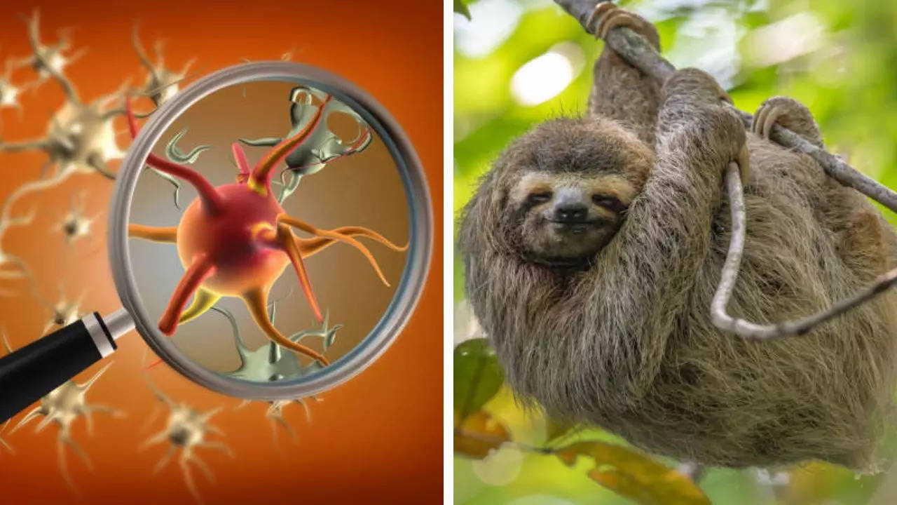 Brain swelling sloth fever spreads across europe