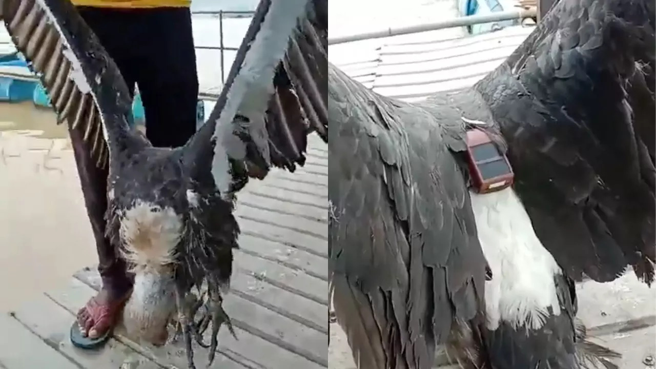 A metallic ring, a tracking device and a note with contact information were found on the vulture.