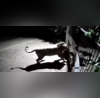 Viral Video from Gujarat Shows Dogs Facing Off Against LionsWho Won