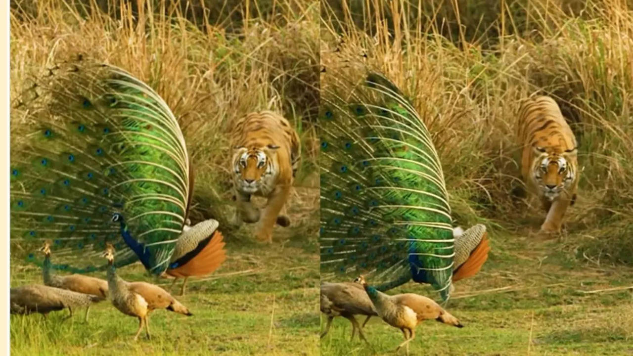 Tiger Vs Peacock Viral Video