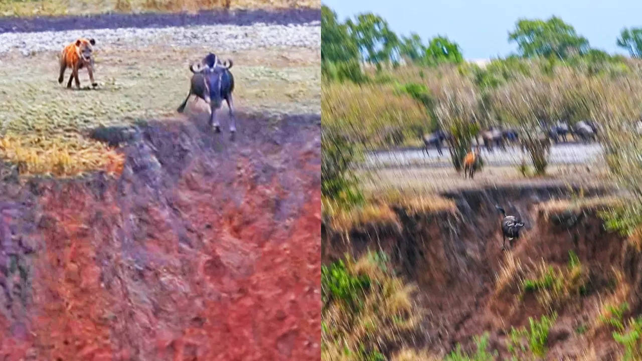 A spotted hyena chases a wildebeest off Maasai Mara a cliff. | Latest Sightings/Michael Laubscher