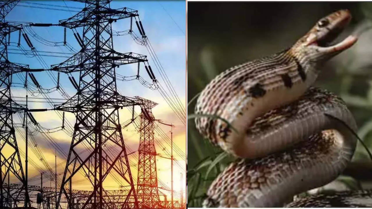 snake causes power cut