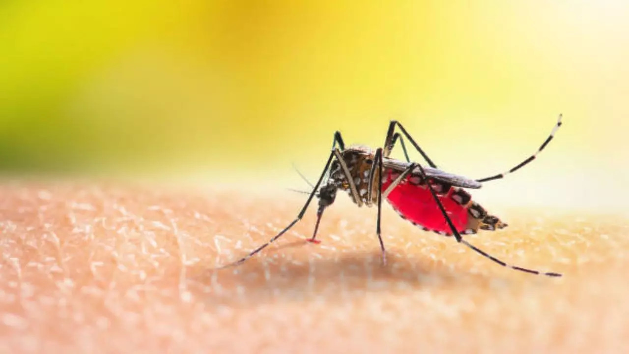 Representative Image: Aedes Mosquito