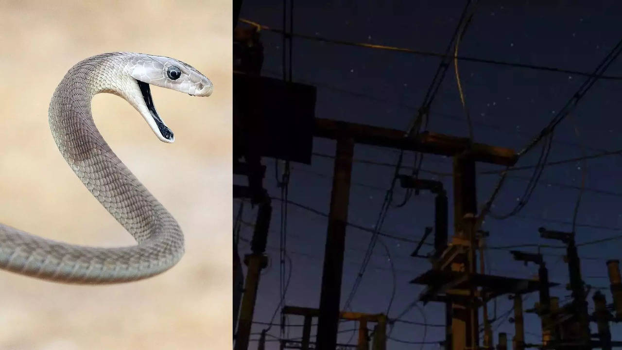 massive power outage in united states due to snake near 12,000 residents left in the dark