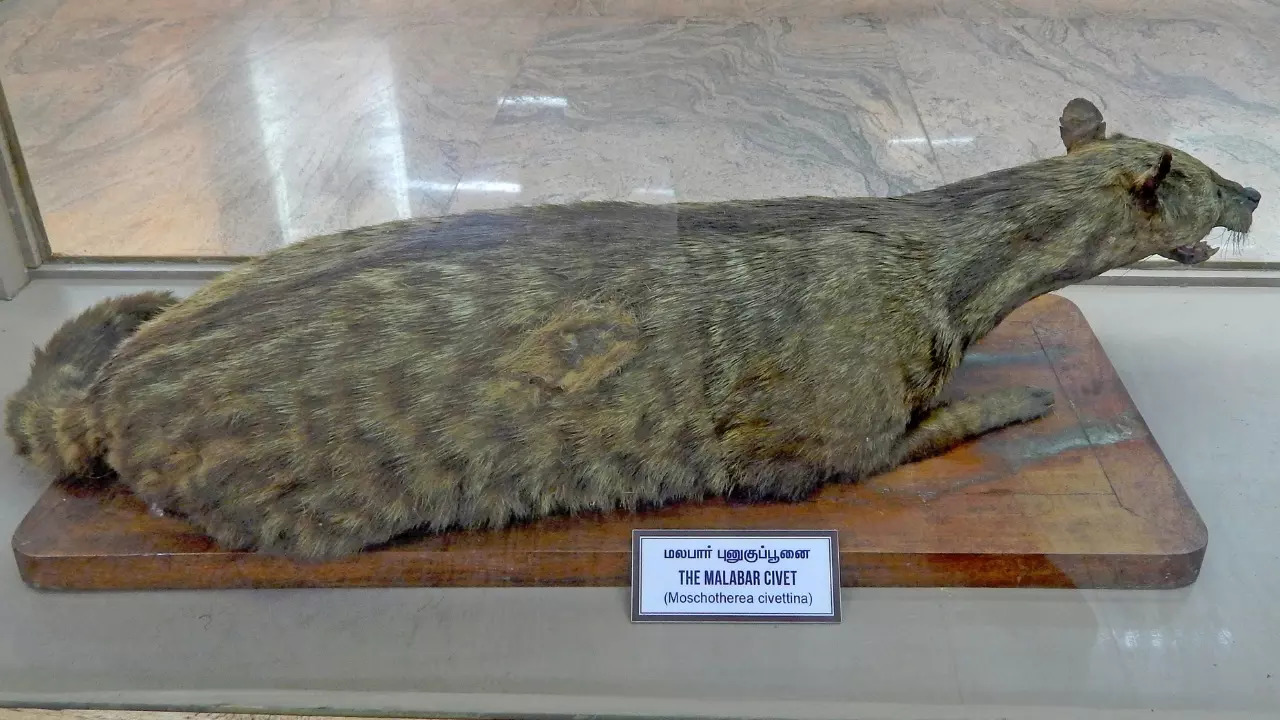 A stuffed Malabar large-spotted civet specimen at Egmore Museum, Chennai. | Wikimedia Commons