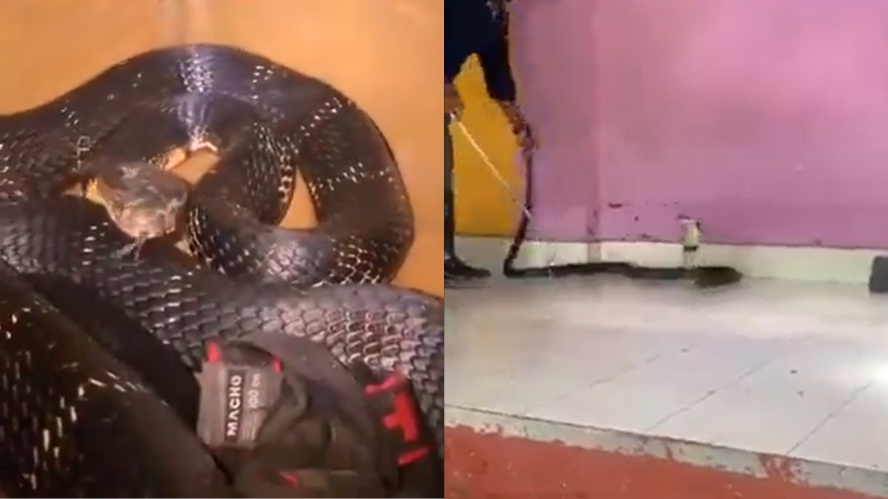 9-Foot King Cobra Found In Bedroom In Karnataka