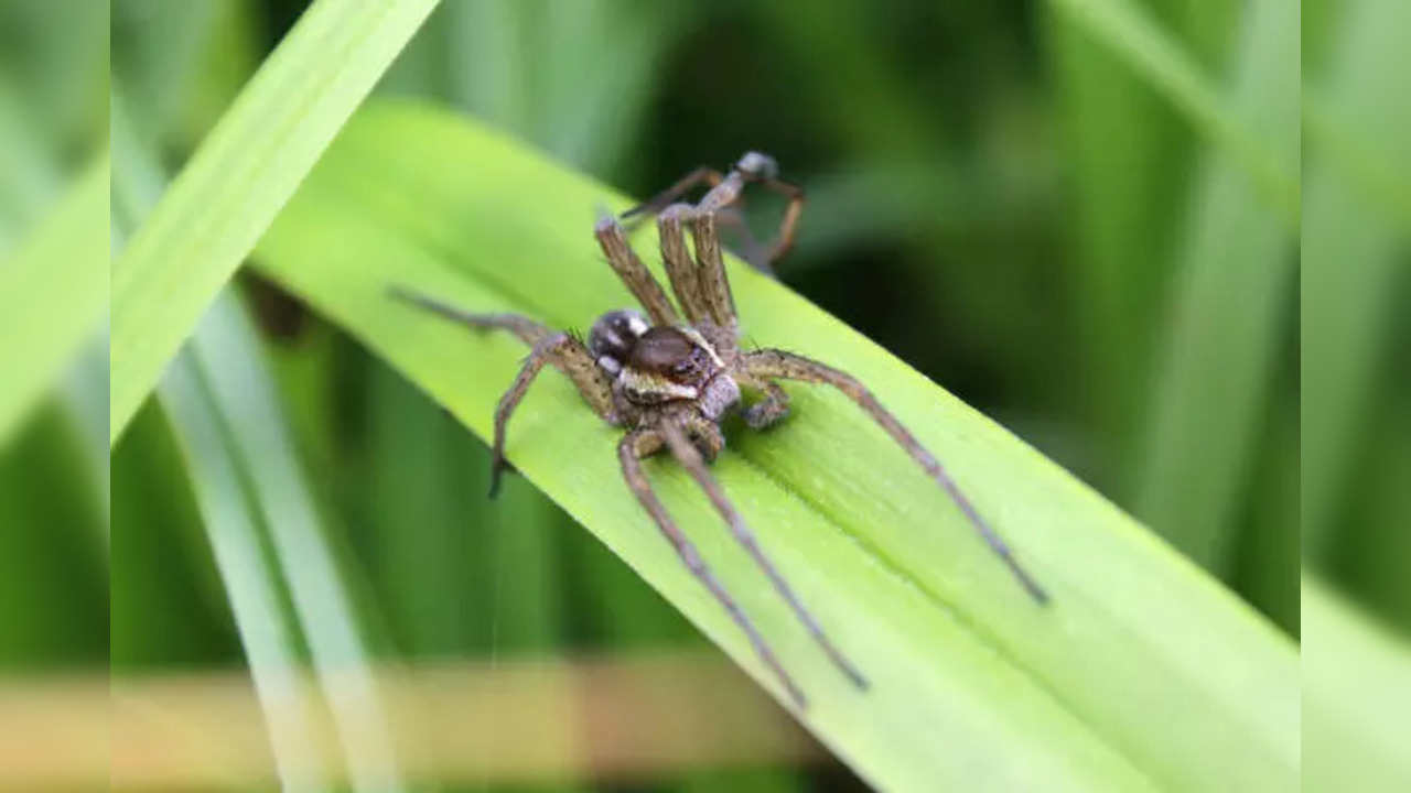 Fen Raft Spiders