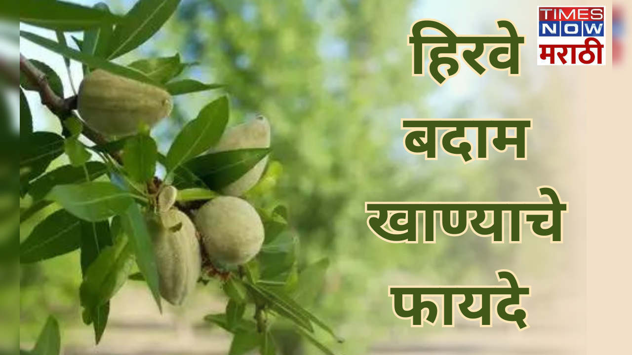 amazing benefits of eating green almonds in marathi