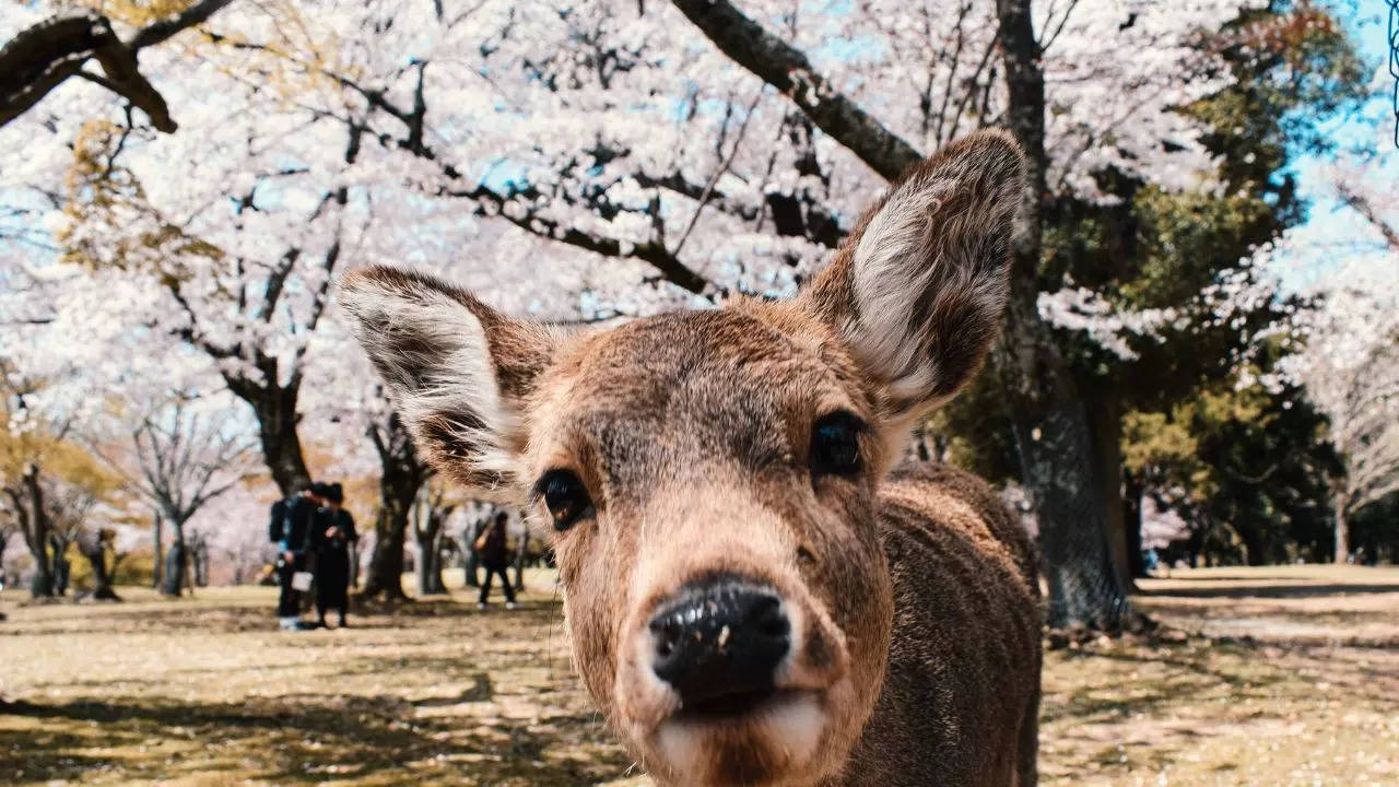 There Is Someone Who Is Thriving Amidst Japan's Overtourism Problem: Nara’s Deer. Credit: Canva