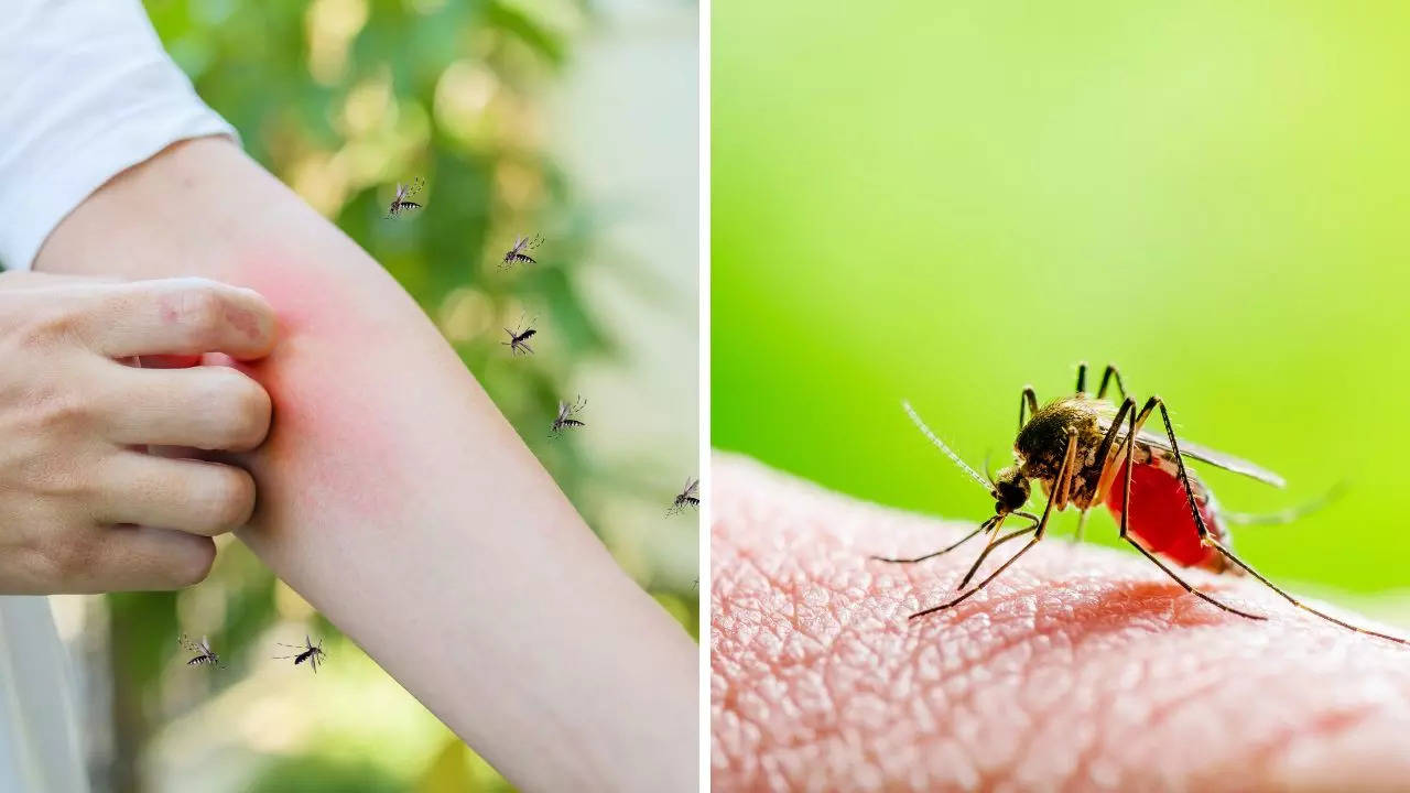 Aedes Aegypti mosquito