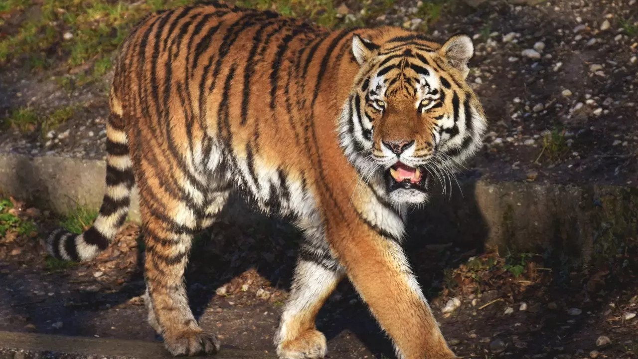 From Sariska To Rewari: Why This Tiger Travelled 125 kms, Once Again. Credit: Canva