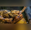 Video Of Deadly King Cobra Hiding Inside Washing Machine In Rajasthans Kota Goes Viral