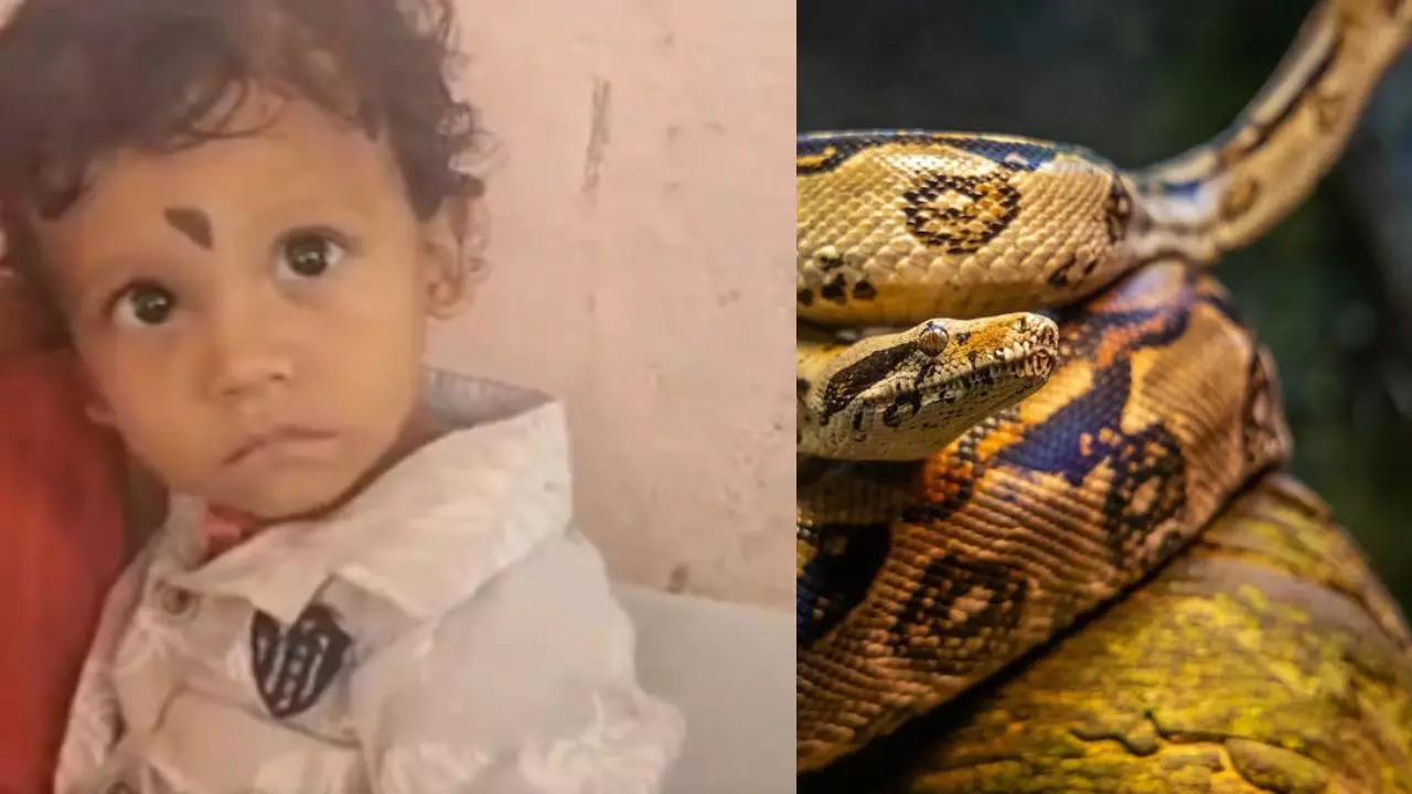 Toddler Bites Snake Mistaking It for Toy; Snake Dies, Boy Unharmed