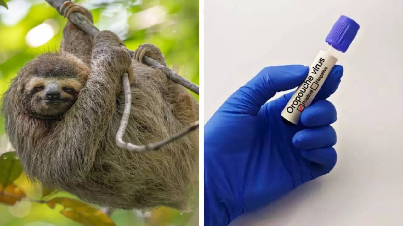 US Reports First Ever Cases of Sloth Fever As CDC Warns Travelers To Take Precautions 