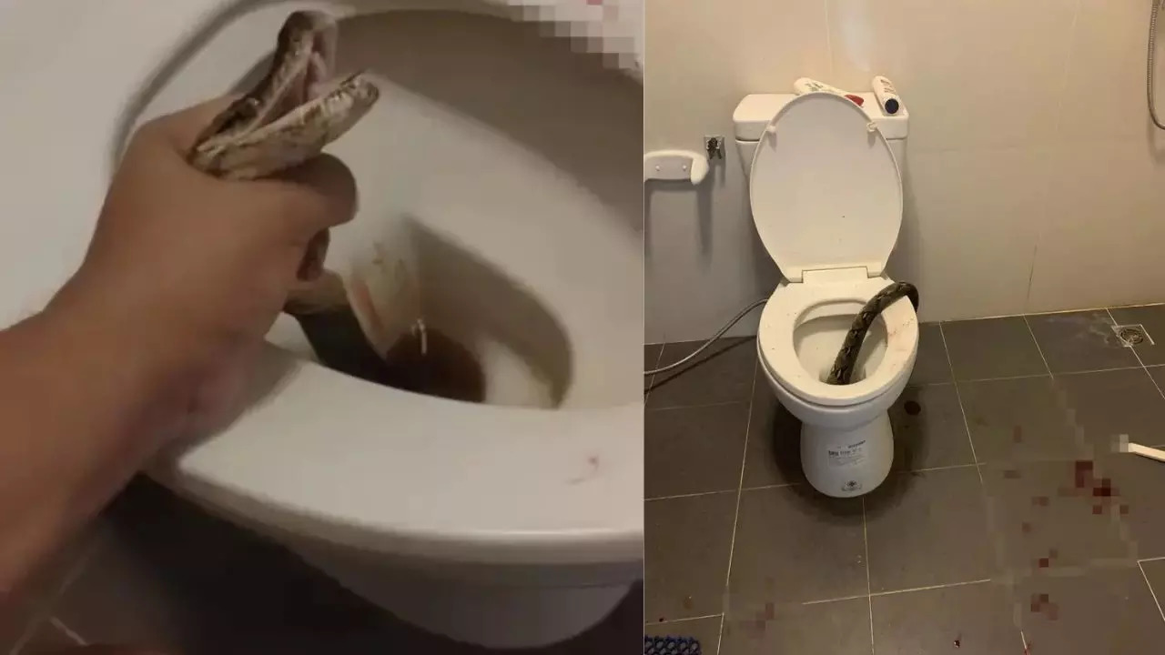 The man beat the snake to death with a toilet brush.