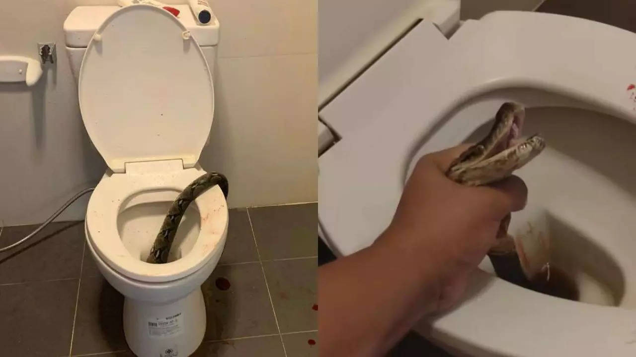 Viral Snake Video shows Thailand man bitten by snake in toilet