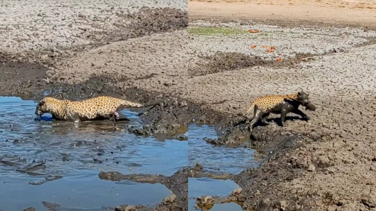 A leopard catches a catfish from muddy water in Klaserie Private Nature Reserve. | Candice Papping