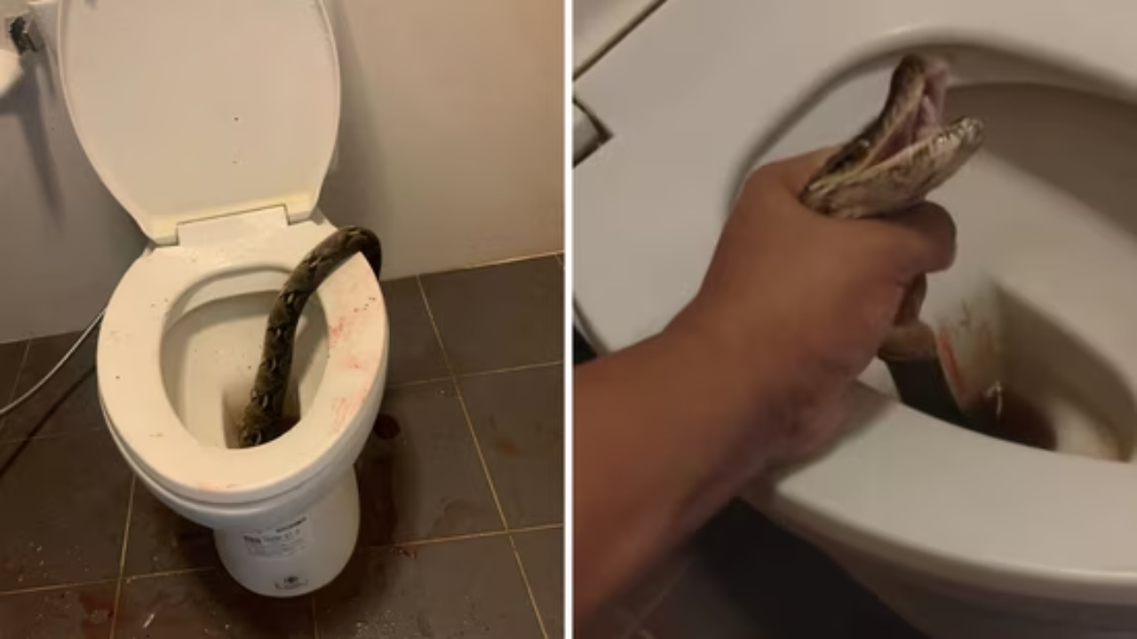 12 feet snake found in toilet seat long snake bite