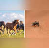 Rare And Deadly Equine Virus Spreads In NY Can Infect Humans Via Mosquitoes