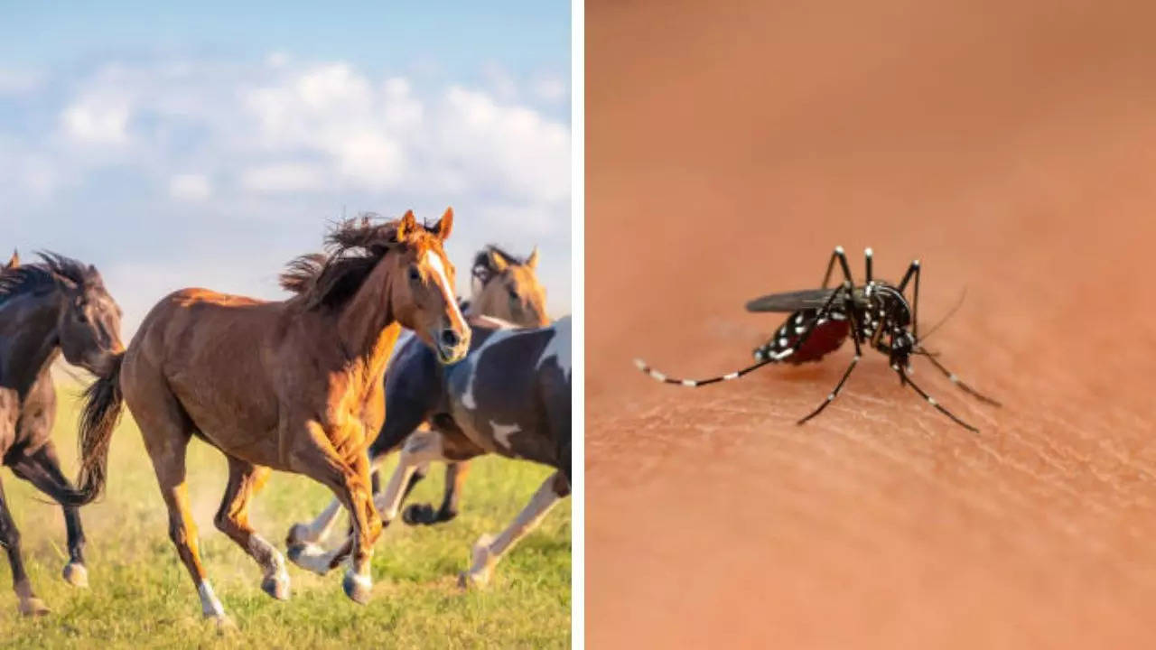 Rare And Deadly Equine Virus Spreads In NY