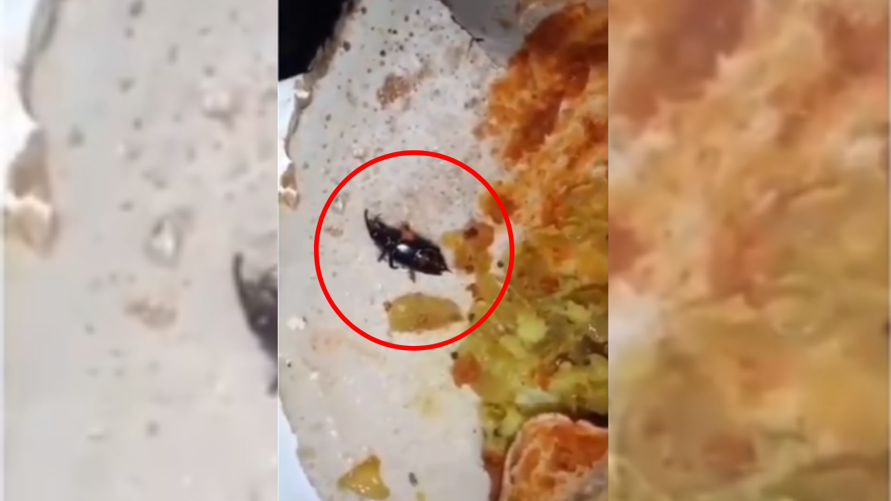 hyderabad couple's masala dosa served with a side of cockroach and hair strand