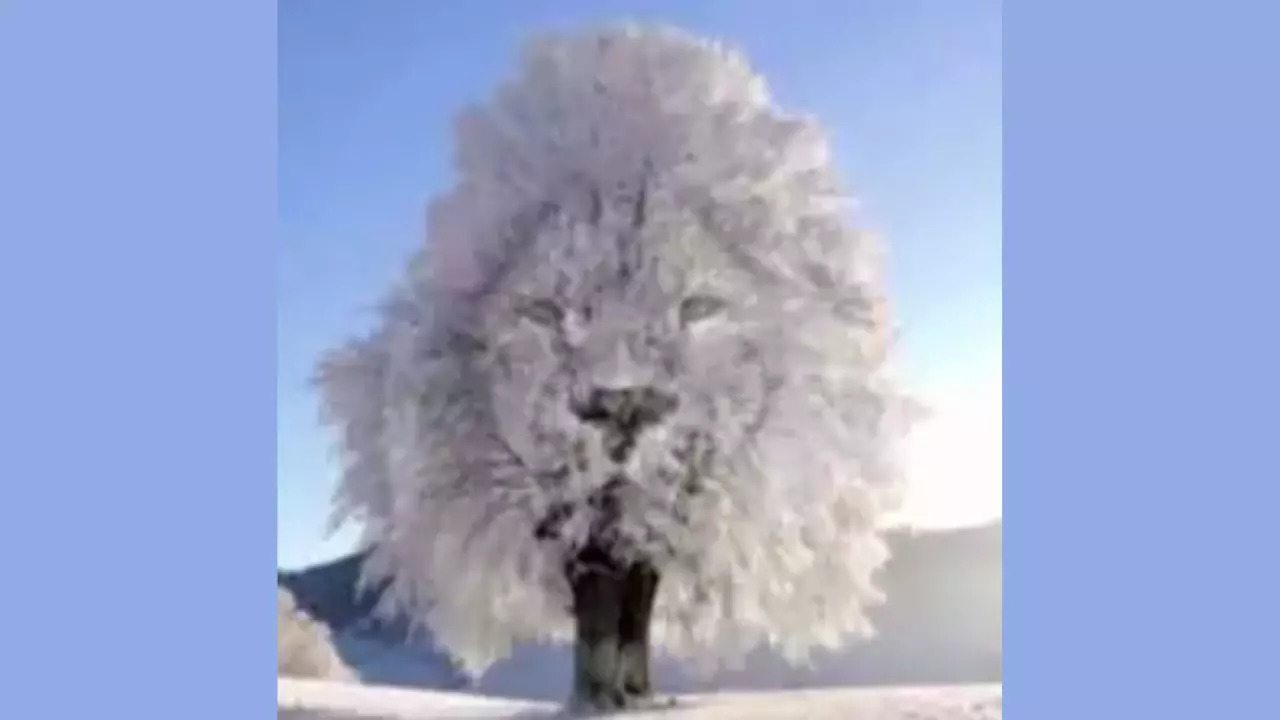 ​What DId You See First? A TREE OR A LION'S FACE