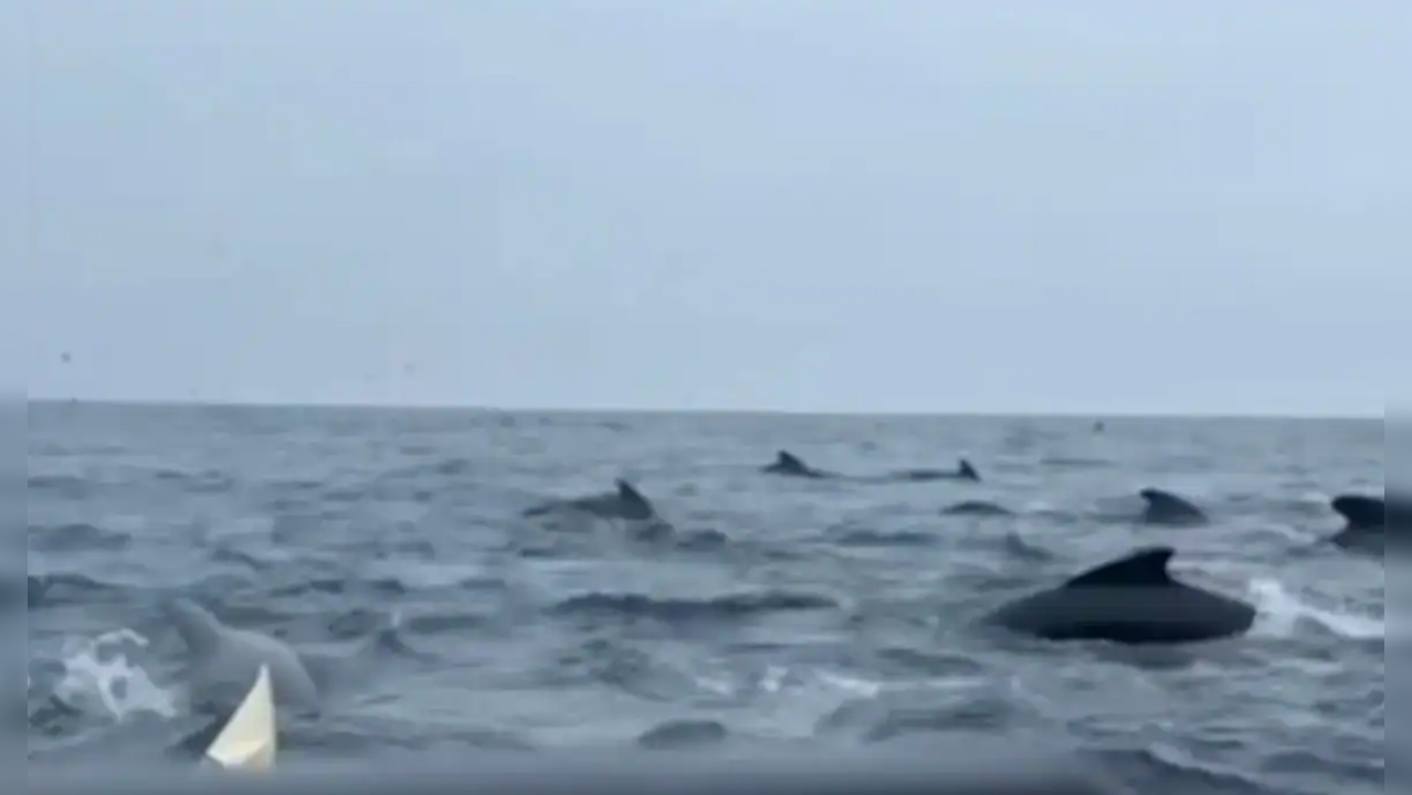 Tom Waddington Found Himself Surrounded By Pod Of Whales In Atlantic Ocean