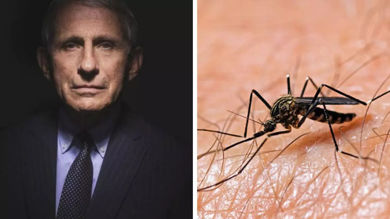 What is west nile virus that sent dr anthony fauci to hospital