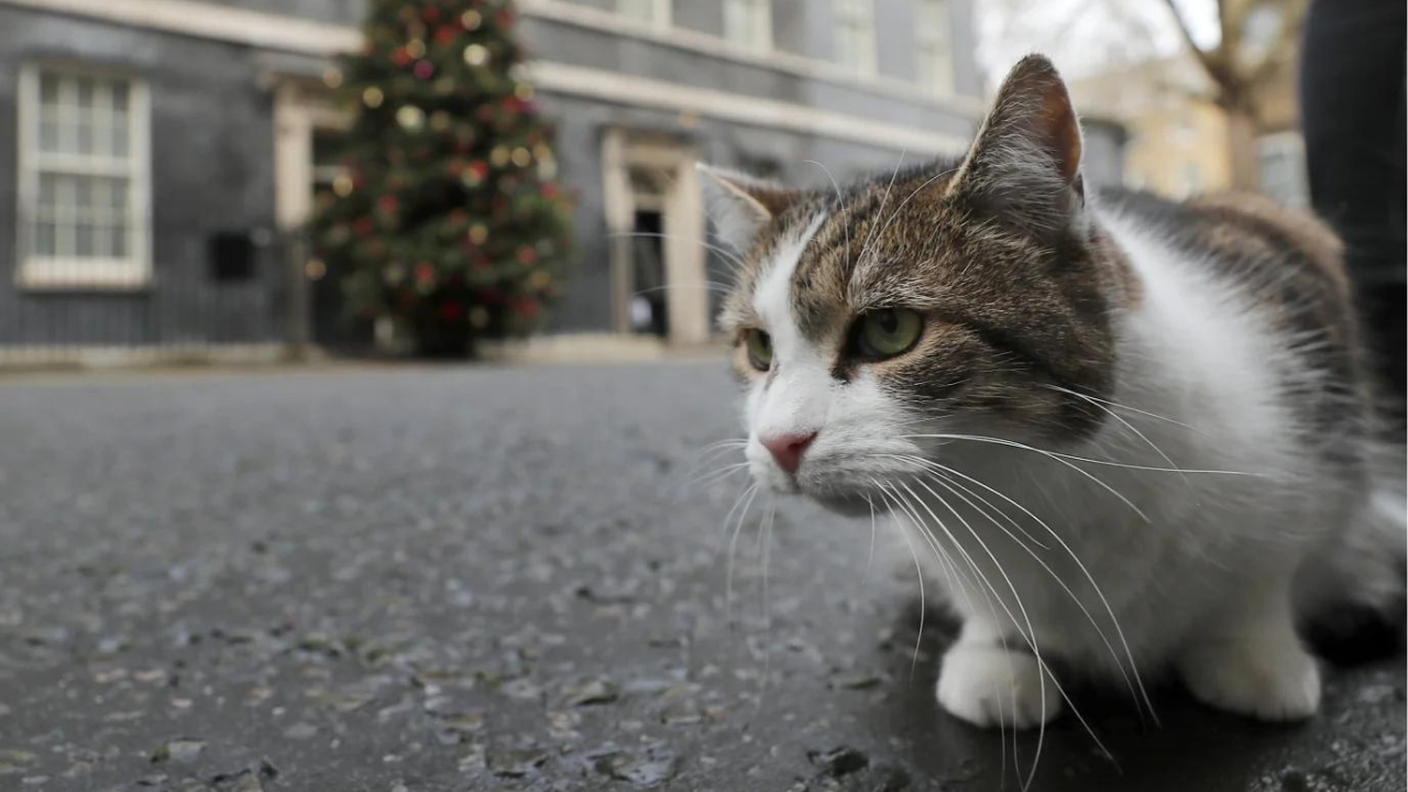 Larry the Cat Nears End as Downing Street Prepares