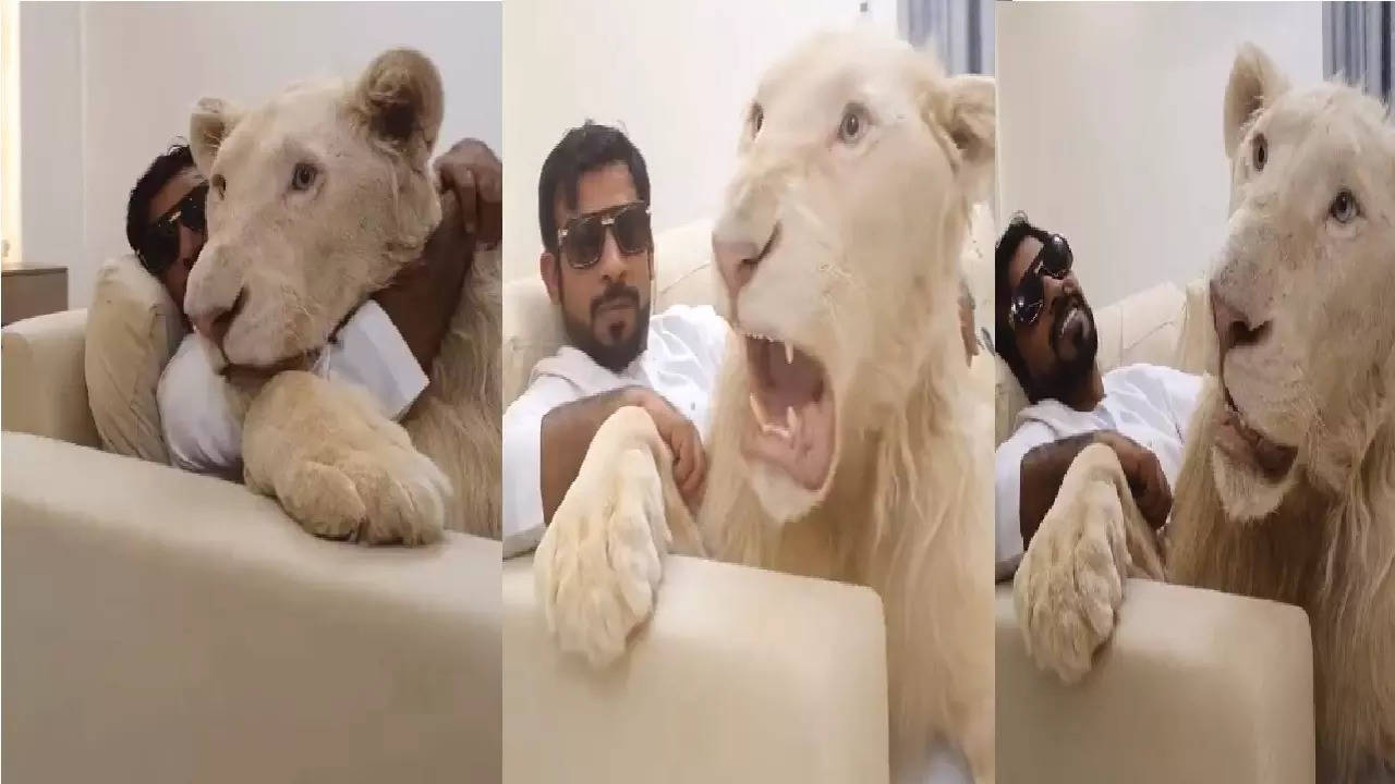 pet lion viral video