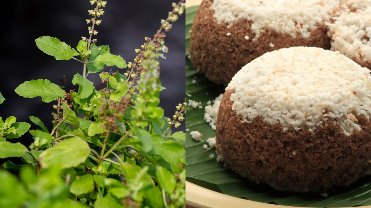 Kerala’s Famous Tulsi Puttu For A Delightful Lunch To Enjoy In Karkidakam