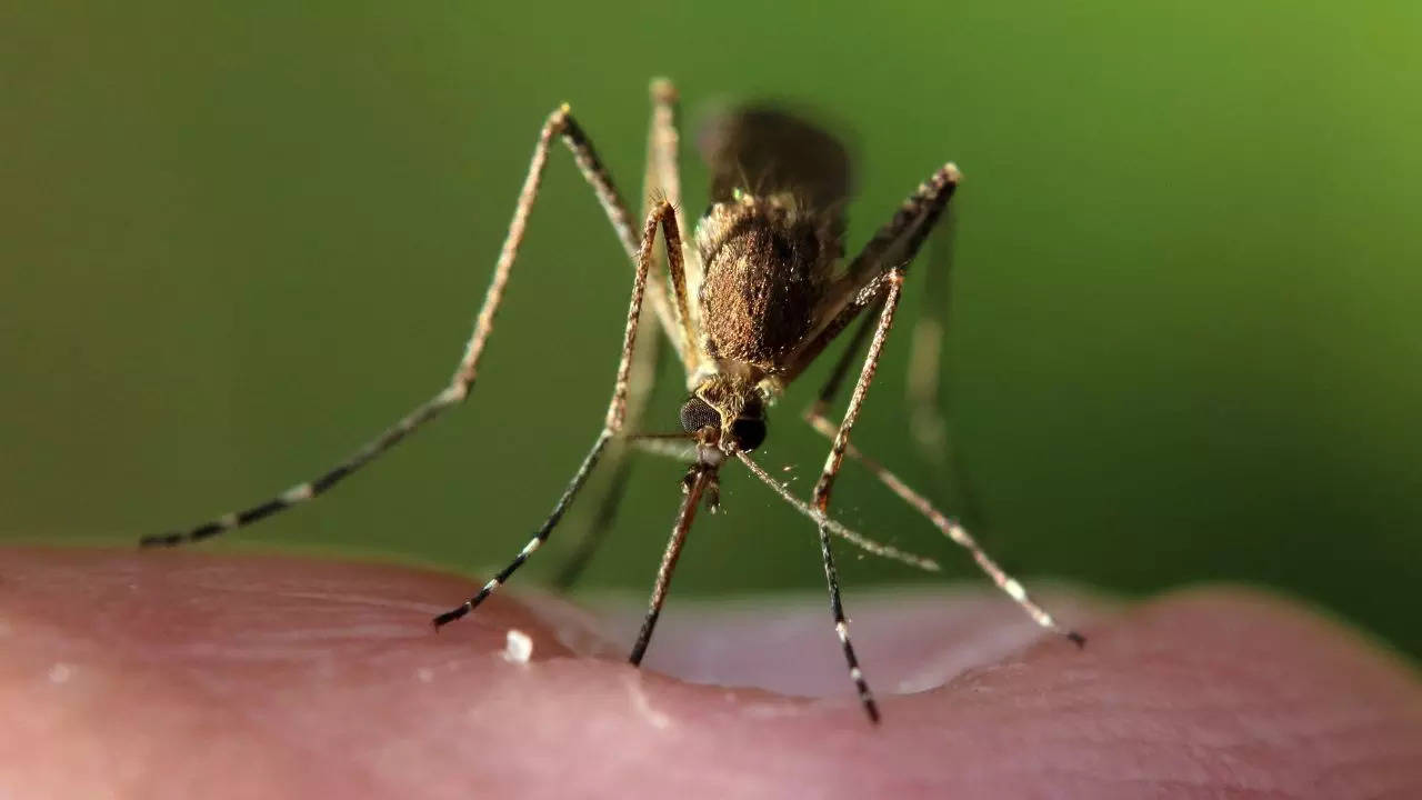 Here's What You Need To Know About Eastern Equine Encephalitis