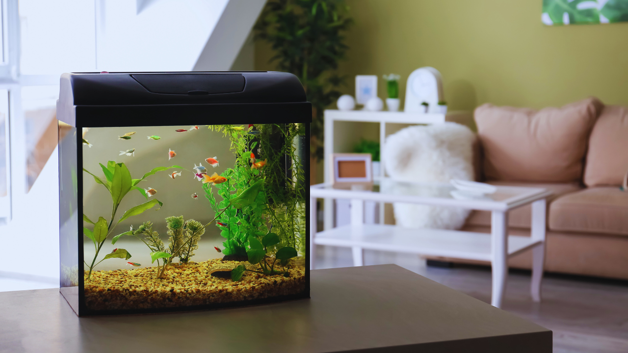 Where To Place Aquariums In Your Living Room