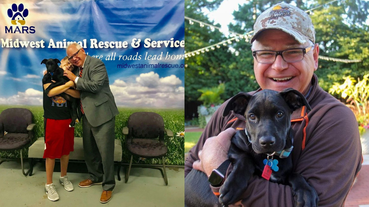 the story behind tim walz's adoption of scout, his beloved rescue dog | exclusive