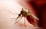 Mosquito-Borne Infection Kills New Hampshire Resident What Is Spreading Eastern Equine Encephalitis Virus In The US