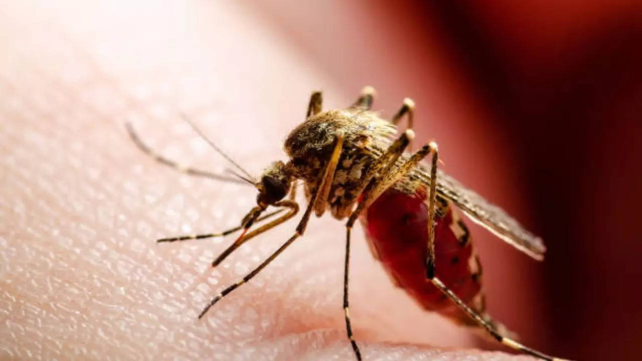 Mosquito-Borne EEE Infection Kills New Hampshire Resident