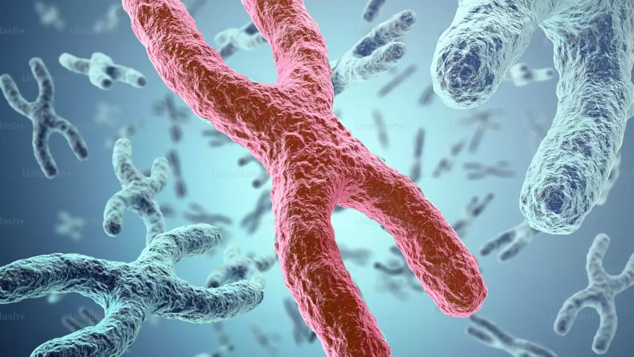 Y chromosome might be in decline