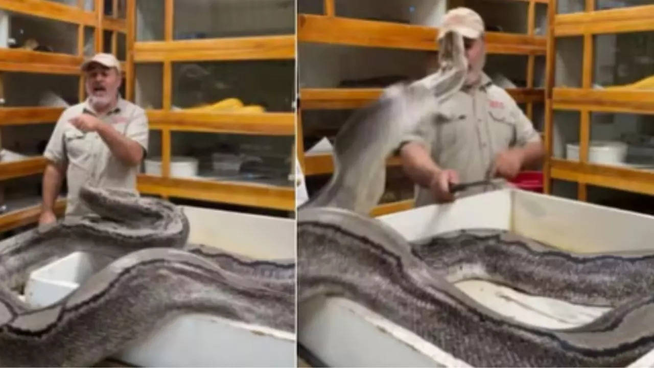 python attacks snake handler multiple times in nail-biting video