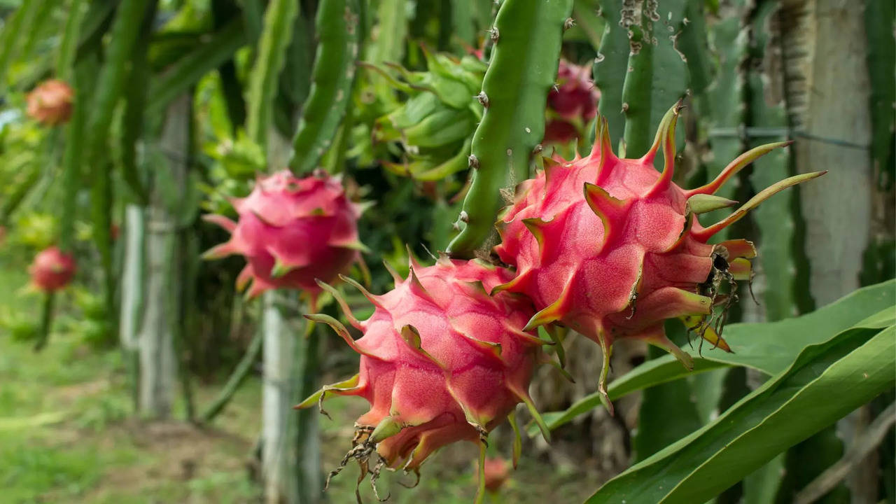 ಮಳೆಗಾಲದಲ್ಲಿ ತಿನ್ನಲೇಬೇಕಾದ ಹಣ್ಣು ಇದು..