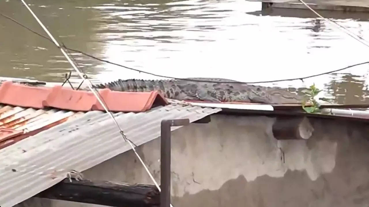 A crocodile spotted on the roof of a house in Akota Stadium area stadium of Vadodara, Gujarat.