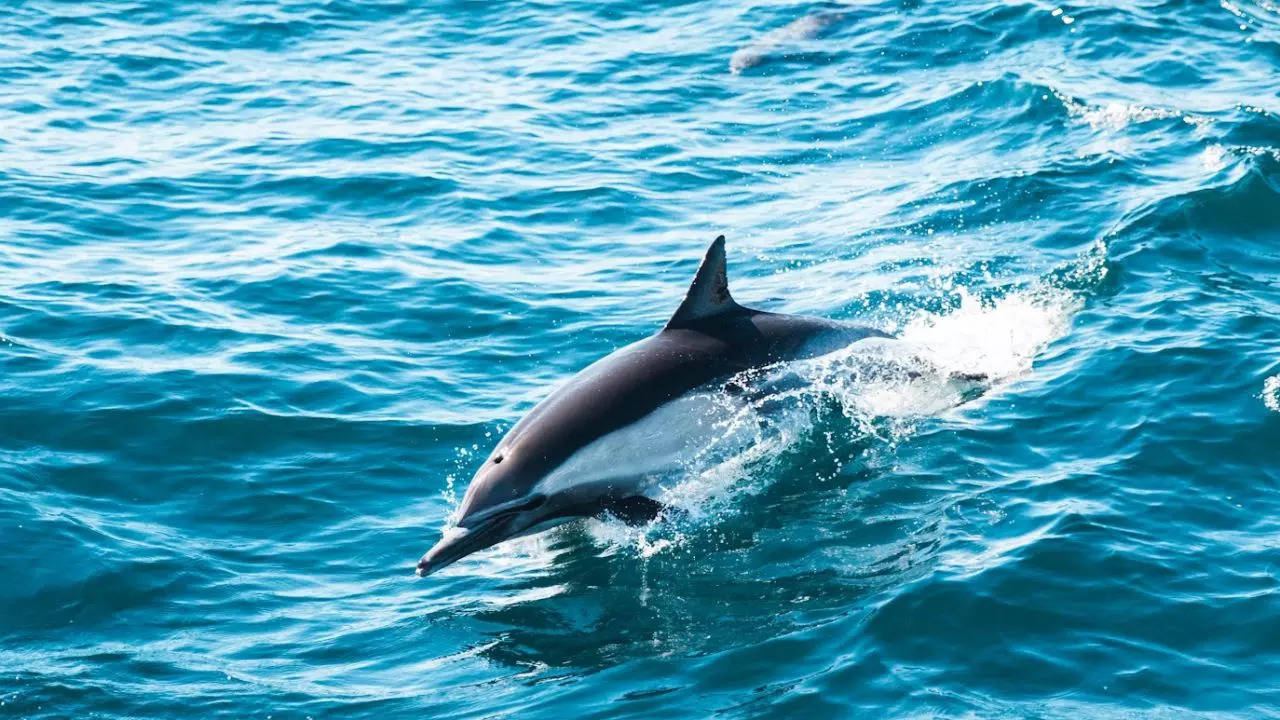 'sexually frustrated' dolphin blamed for attacks on beachgoers in japan