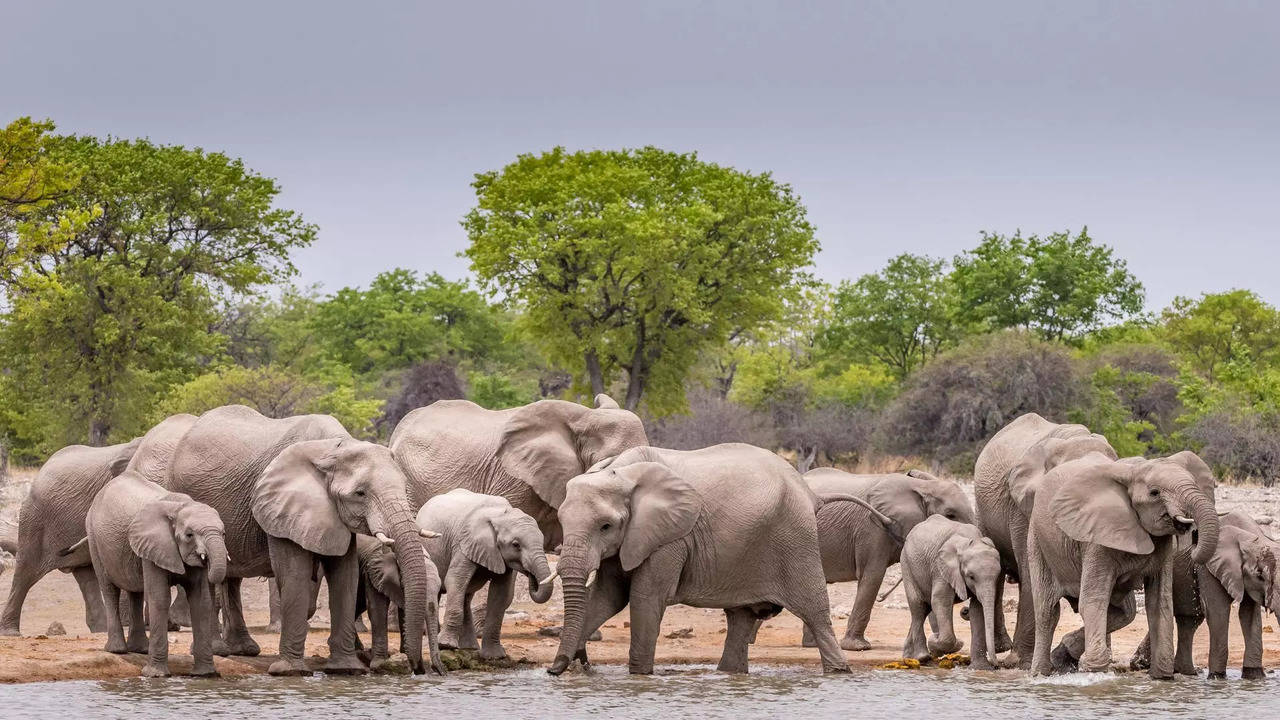 namibia cull more than 700 animals for feed people amid worst drought