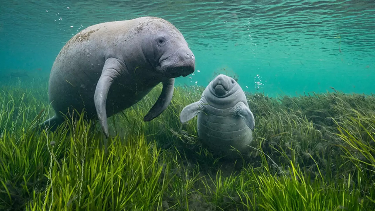 A mother manatee and its calf in Hunter Springs, Florida. | Natural History Museum/Jason Gulley