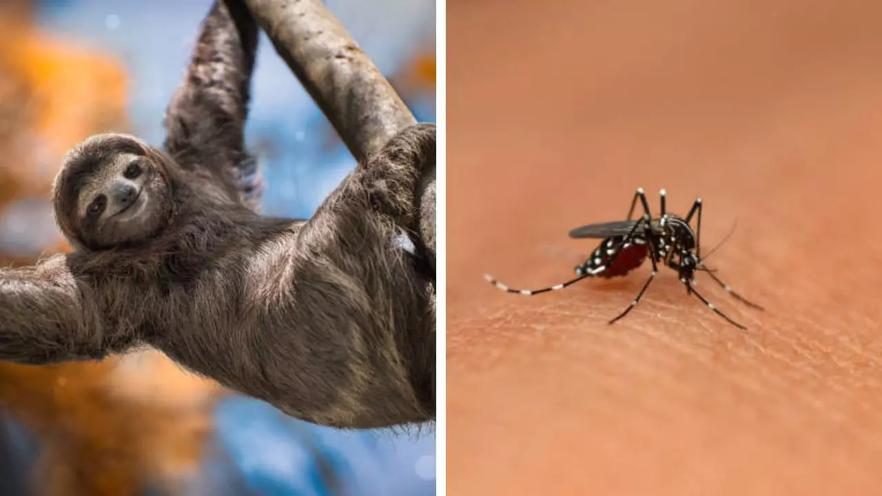 What Are The Key Differences Between Symptoms Of sloth and west nile fevers