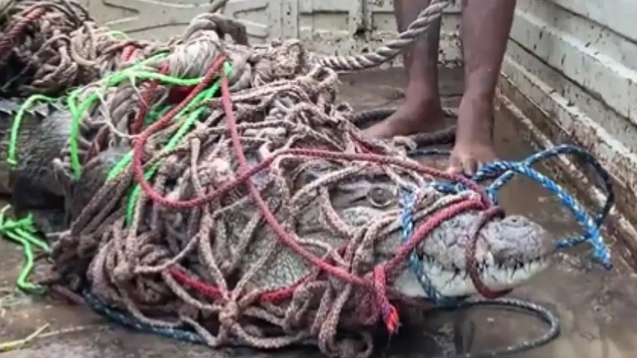 Uttar Pradesh: Forest department team rescued a crocodile from a pond near Hapur's Parapa village.