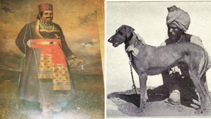 How Nawab Ahmad Ali Khan Bahadur Created Indias Iconic Rampur Hound