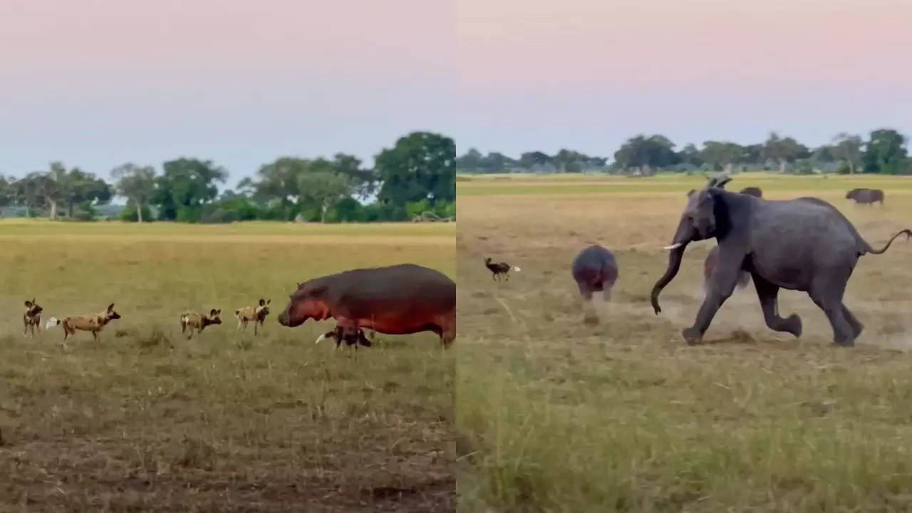 An elephant charges at a pack of wild dogs attacking a hippo. | Courtesy: Latest Sighting