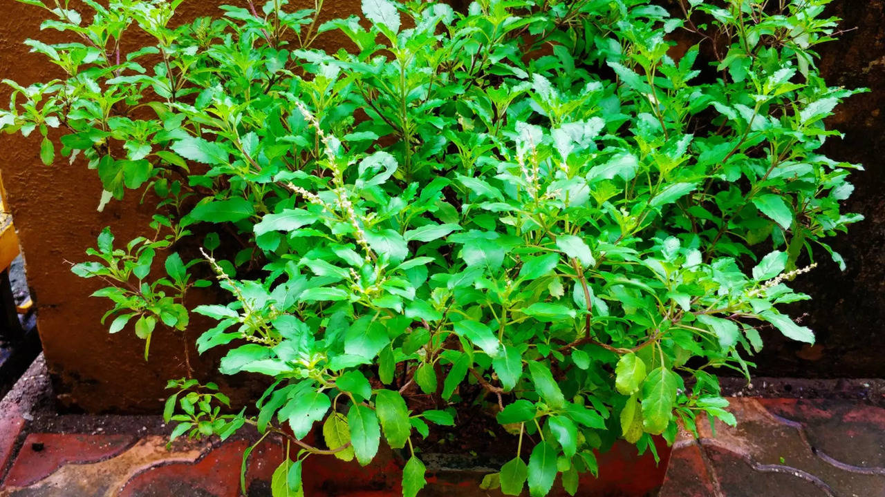 where to keep tulsi plant at home according to vastu check these tips