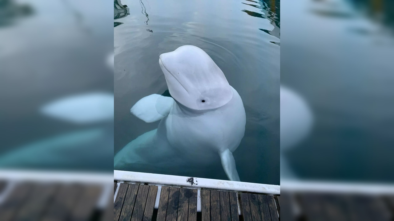 Hvaldimir_beluga whale called Russian spy